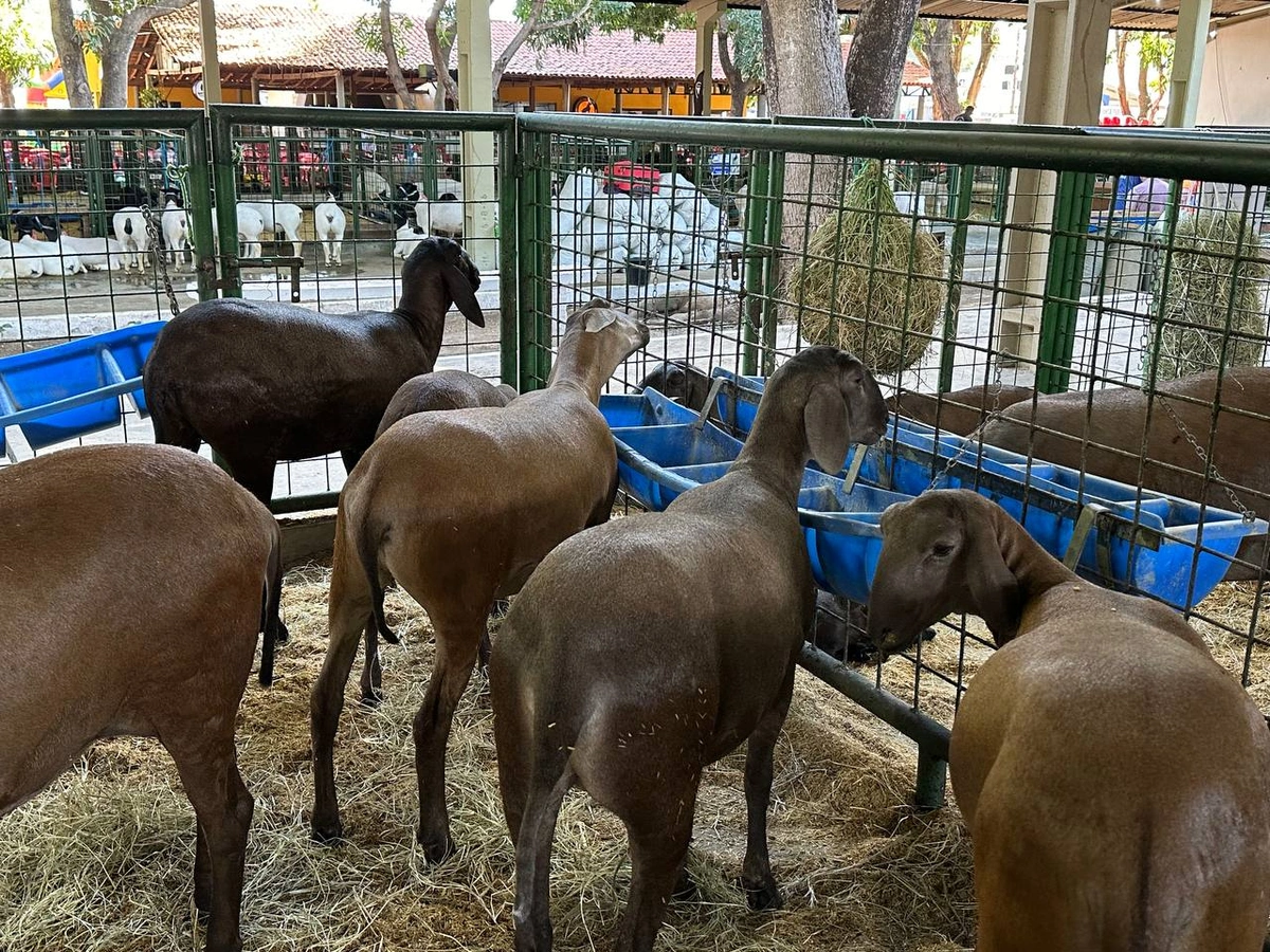 Apiccovi Realiza Exposi O Recorde De Caprinos E Ovinos Na Expoapi E