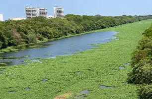 Aguapés (Foto: Tiago Moura/ Conecta Piauí)
