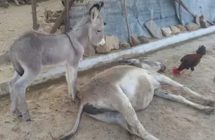 Homem mata jumenta a pauladas ao lado de filhote em Domingos Mourão (Foto: Reprodução)