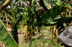 Horta também tem plantação de frutas e sofre com a falta de água (Foto: Josué Melo/Conecta Piauí)
