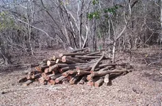Caminhoneiro cearense é preso transportando madeira ilegal em município do Piauí