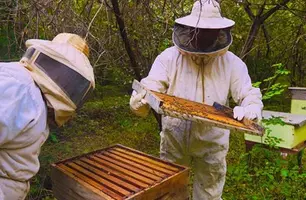 Mel de São Raimundo Nonato é destaque nacional (Foto: Codevasf)