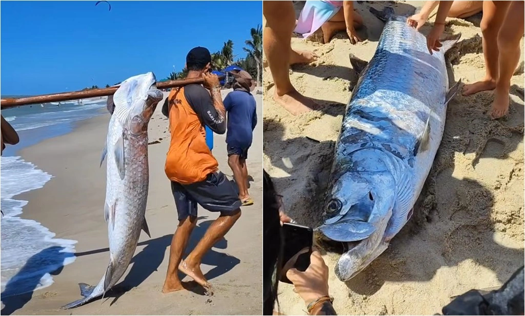 O Camurupim pode chegar a mais de 100 kg