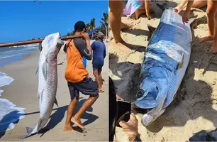 O Camurupim pode chegar a mais de 100 kg (Foto: Reprodução)