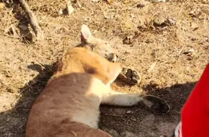 Onça morre atropelada em estrada rural entre São João do Arraial e Esperantina (Foto: Divulgação)