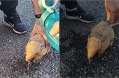 Empresário se emociona ao encontrar tatu em estrada no Piauí: 'Morto de sede'