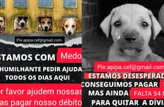 Apipa faz campanha para arrecadar R$ 54 mil para pagar clínica veterinária