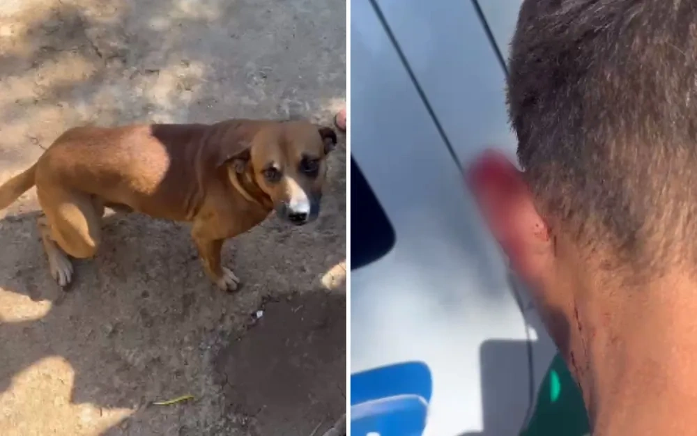 Cachorro vira-lata caramelo morde orelha de ladrão e impede roubo