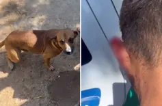 Cachorro vira-lata caramelo morde orelha de ladrão e impede roubo