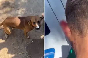 Cachorro vira-lata caramelo morde orelha de ladrão e impede roubo (Foto: Reprodução)