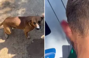 Cachorro vira-lata caramelo morde orelha de ladrão e impede roubo (Foto: Reprodução)
