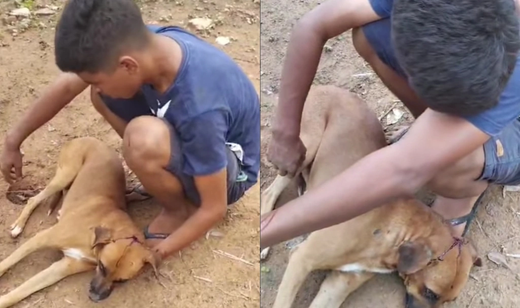 Garoto fica aos prantos após seu cão ser atingido com pedrada na cabeça no Piauí