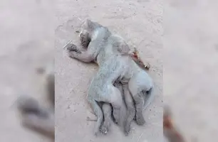 Gato com oito patas (Foto: Reprodução)