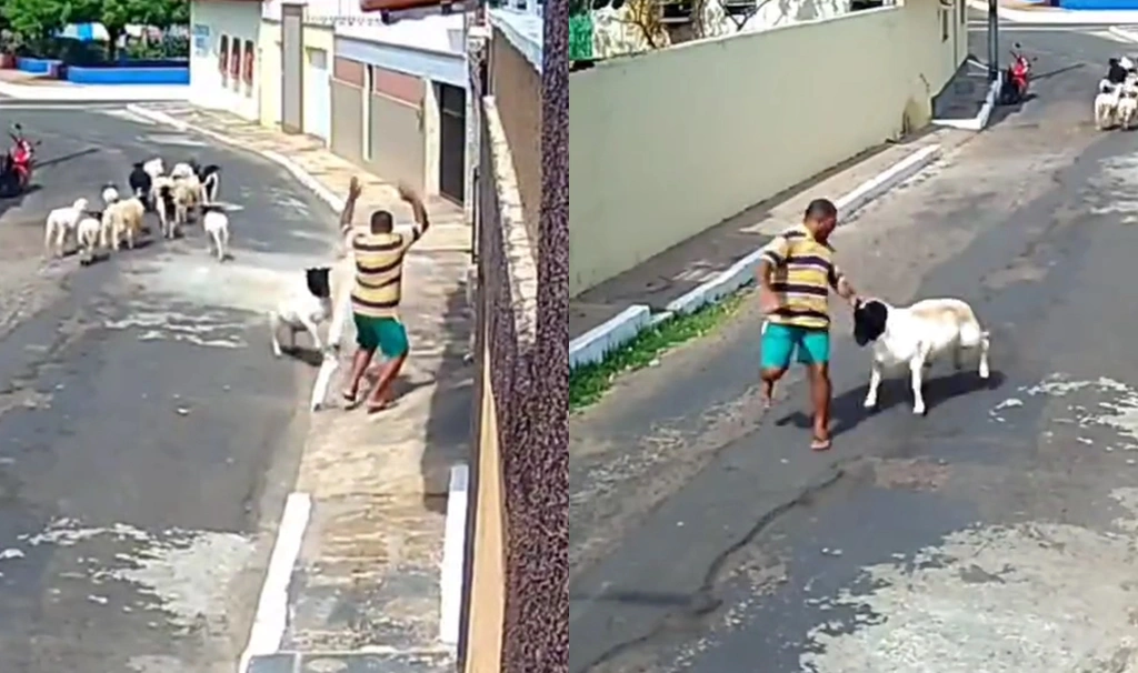 Homem é atacado por carneiro valente e vídeo viraliza na internet