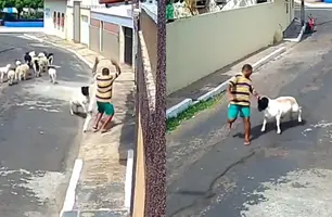 Homem é atacado por carneiro valente e vídeo viraliza na internet (Foto: Reprodução)