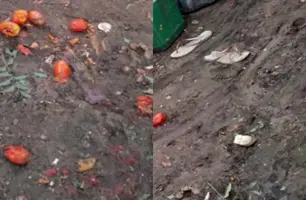 Homem morre após ser atacado por porco em Teresina (Foto: Reprodução)