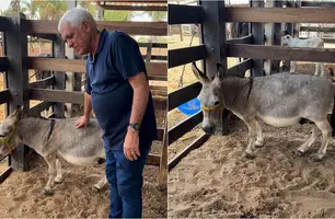 'Jumento anão' criado por Themístocles Filho (Foto: Reprodução)
