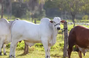 Piauí amplia vacinação contra febre aftosa e quer atingir 95% de cobertura vacinal (Foto: Reprodução)