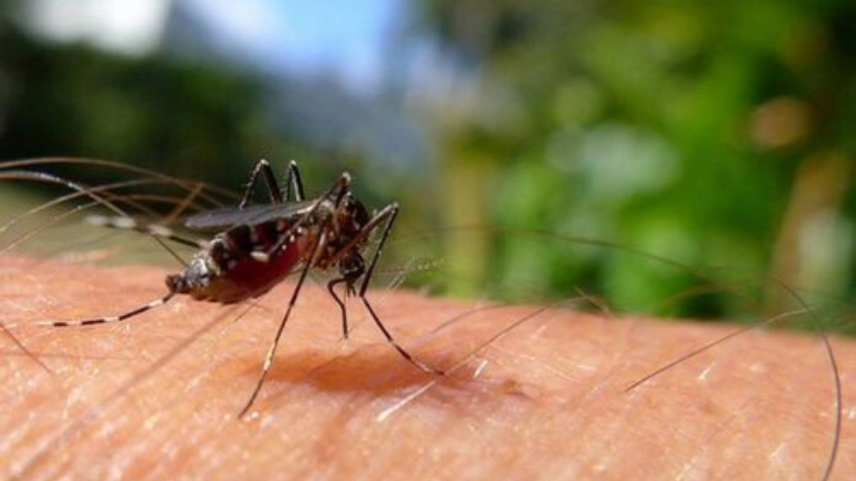 Piauí mantém redução de casos de dengue e chikungunya