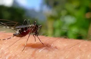 Piauí mantém redução de casos de dengue e chikungunya (Foto: Reprodução)
