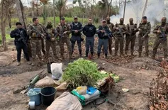 Polícia descobre plantação com 5 mil pés de maconha no interior do Maranhão