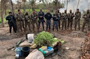 Polícia descobre plantação com 5 mil pés de maconha no interior do Maranhão (Foto: Reprodução)