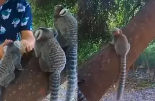 Saguis (Foto: Tiago Moura/Conecta Piauí)