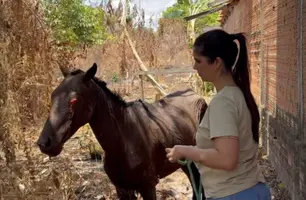 Thanandra Sarapatinhas resgata cavalo que foi queimado vivo em União (Foto: Reprodução)