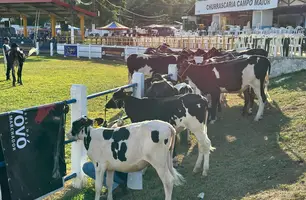 Expoapi sedia 1ª Exposição Ranqueada de gado Girolando do Nordeste (Foto: Stefanny Sales/Conecta Piauí)