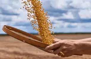 Exportações do Piauí registram aumento de 20,8% em novembro comparado a 2022 (Foto: Reprodução)