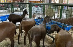 Apiccovi realiza exposição recorde de caprinos e ovinos na Expoapi e oferta curso