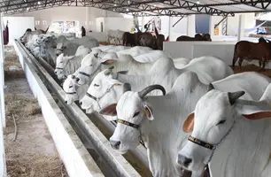Fazenda Atalaia destaca qualidade e avanços genéticos da raça Nelore na Expoapi (Foto: Mateus Araújo / Conecta Piauí)