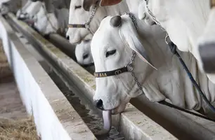 Fazenda Atalaia destaca qualidade e avanços genéticos da raça Nelore na Expoapi (Foto: Mateus Araújo / Conecta Piauí)
