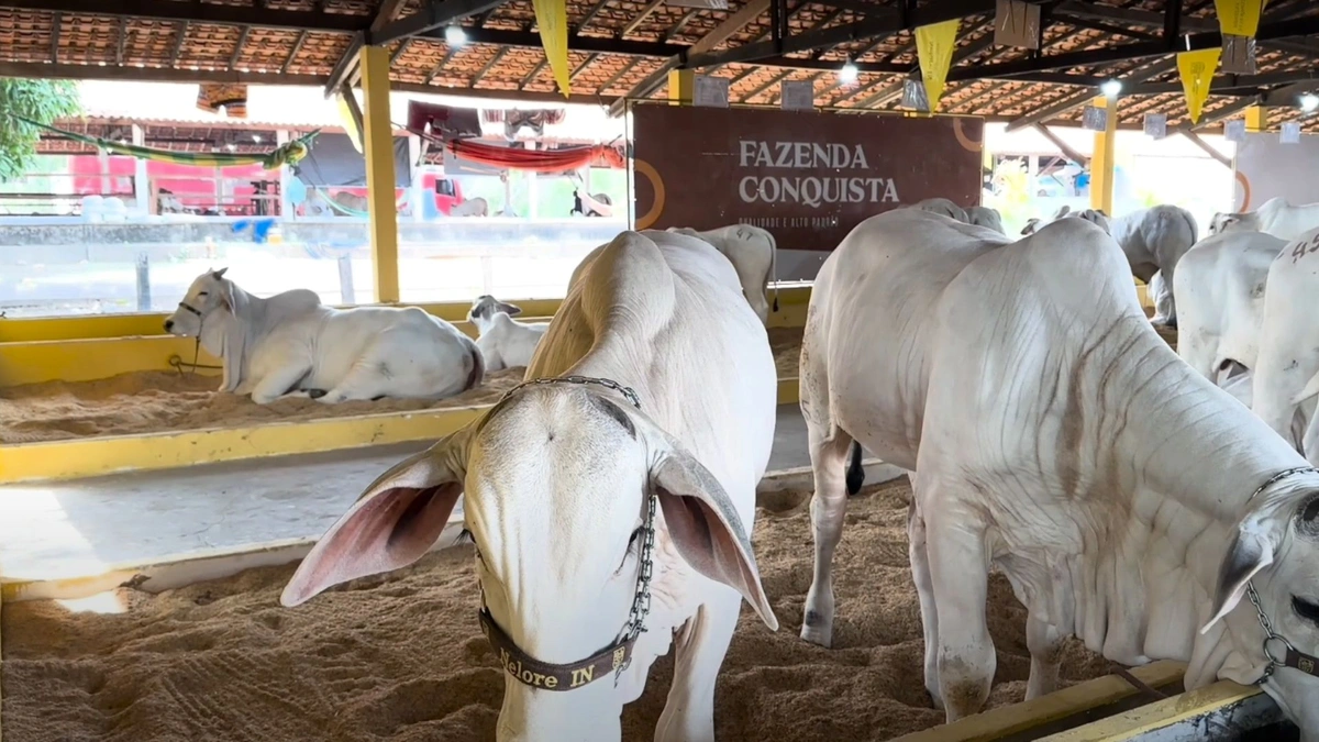 Fazenda Conquista abre shopping Nelore IN e realizará exposição durante Expoapi