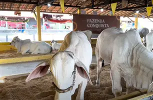 Fazenda Conquista abre shopping Nelore IN e realizará exposição durante Expoapi (Foto: Conecta Piauí)