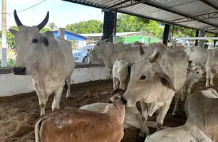 Fazenda do Alto exibe qualidade da raça Nelore ao pequeno criador na Expoapi (Foto: Stefanny Sales/Conecta Piauí)
