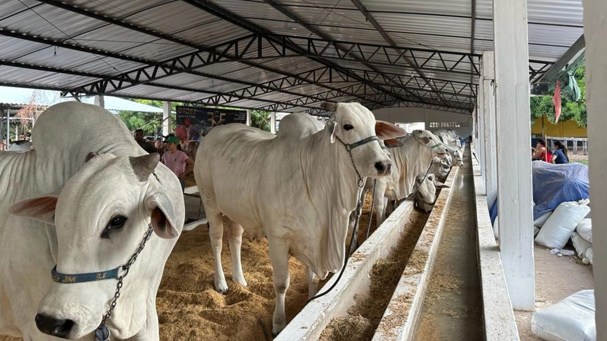 Fazenda JM marca presença e apresenta qualidade de raças em leilões na Expoapi