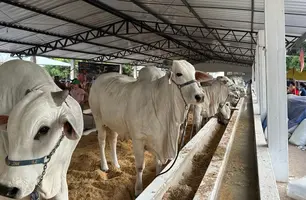 Fazenda JM marca presença e apresenta qualidade de raças em leilões na Expoapi (Foto: Stefanny Sales/Conecta Piauí)