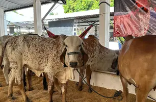Fazenda JM realiza o 12º leilão Gir Leiteiro e Girolando na Expoapi nesta quinta (Foto: Stefanny Sales/Conecta Piauí)