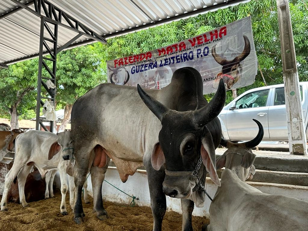 Fazenda Mata Velha se destaca com força do rebanho leiteiro na Expoapi 2023