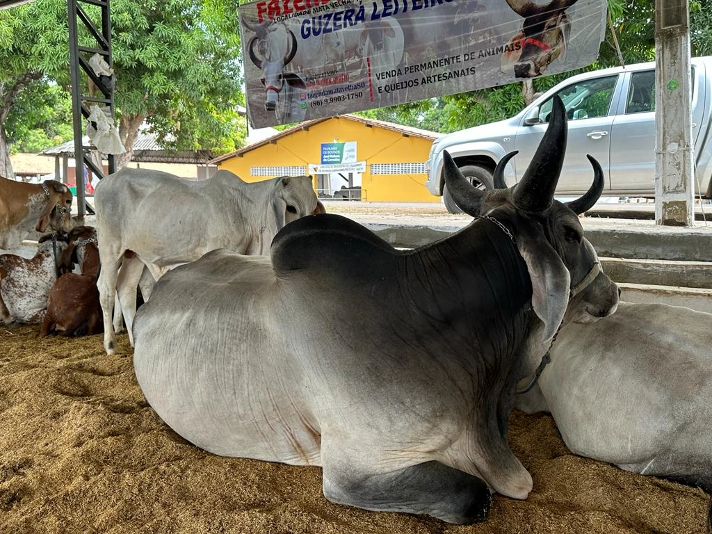 Fazenda Mata Velha se destaca com força do rebanho leiteiro na Expoapi 2023