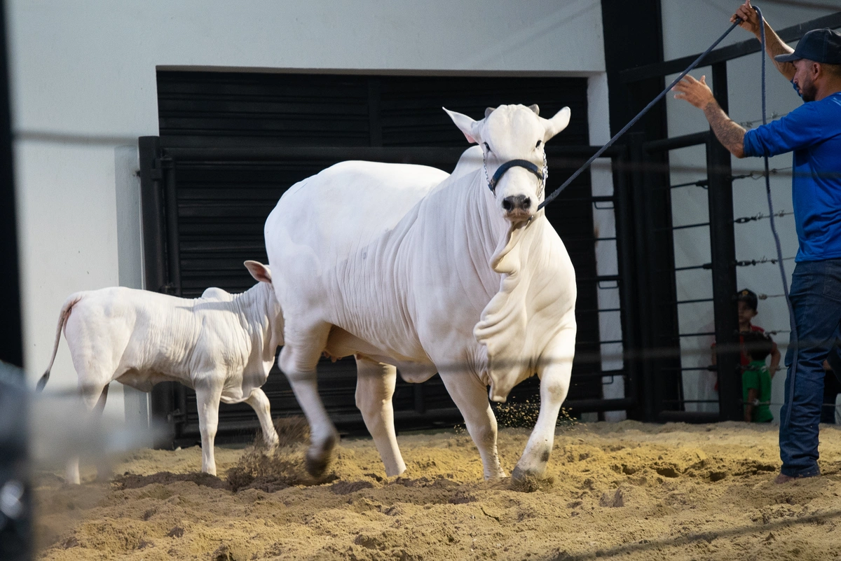 Fazendas firmam sucesso em Leilão Joias da Raça Nelore na Expoapi