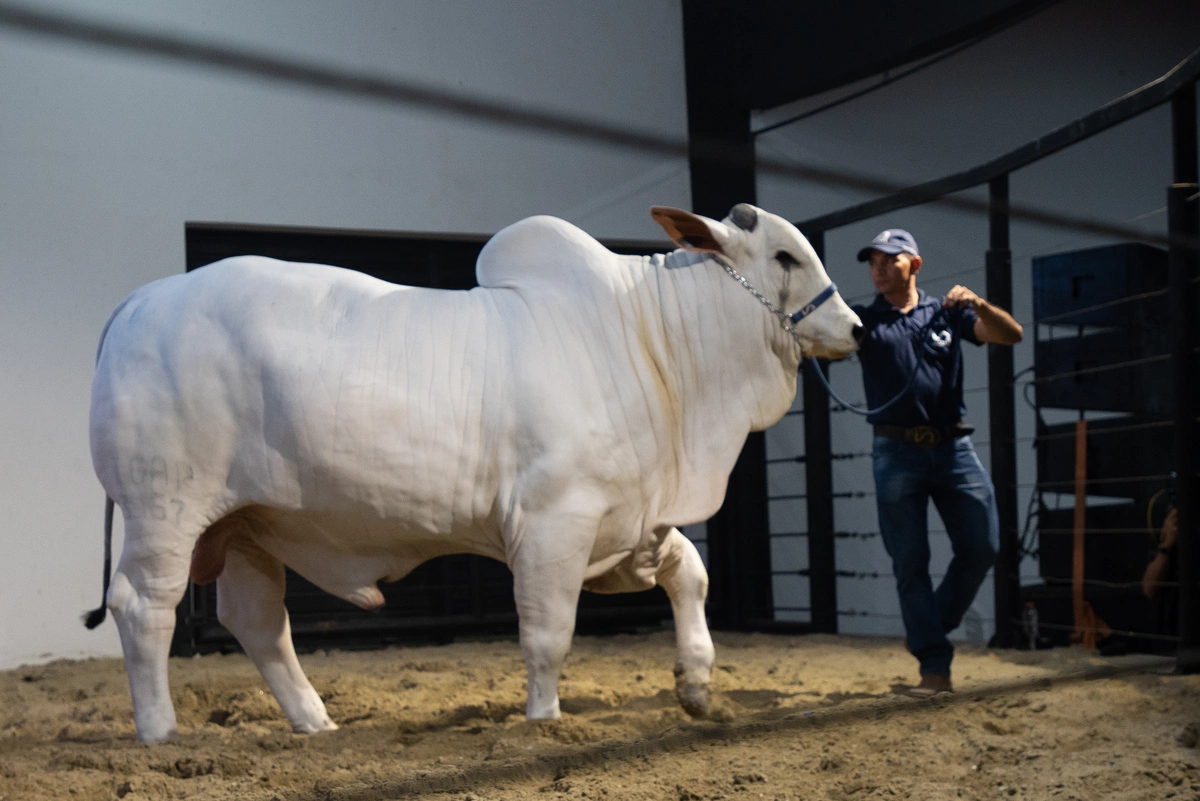 Fazendas firmam sucesso em Leilão Joias da Raça Nelore na Expoapi