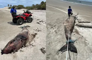 Golfinho morto é encontrado na praia da Carnaubinha, em Luís Correia (Foto: Reprodução)