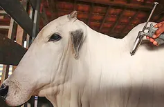 Campanha de Vacinação contra a febre aftosa no Piauí é adiada