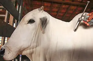 A nova data ainda será definida (Foto: Divulgação/ MAPA)