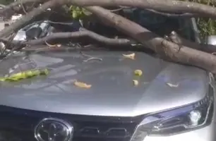 Árvore cai sobre carros na zona Leste (Foto: Reprodução)