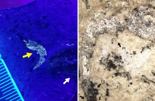 Camarão fóssil com aproximadamente 90 milhões de anos (Foto: Divulgação/ UFPI-Campus Picos)