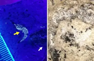 Camarão fóssil com aproximadamente 90 milhões de anos (Foto: Divulgação/ UFPI-Campus Picos)