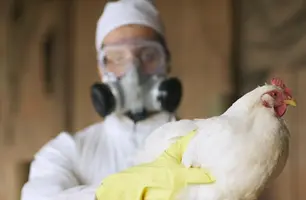 Galinha gripe aviária (Foto: Peter Garrard Beck/Getty Images)